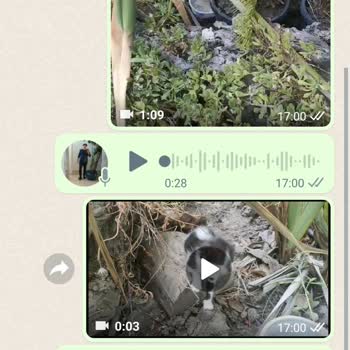 , King Petshop Alaçatı Şubesi Duyarsız