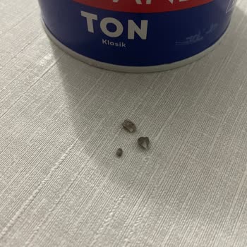 Dardanel Ton'dan Taş Çıktı