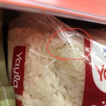 Yayla Bakliyat Yayla Markalı Baldo Pirinç Market Rafında Kurtlu