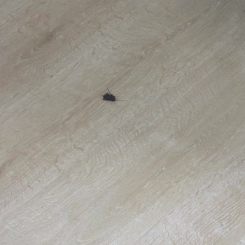 Calido Maris Hotel Calido Maris Hakkında