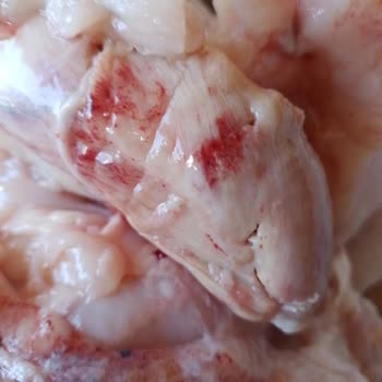 Gedik Piliç İçinden Çıkan Tuhaf Parça