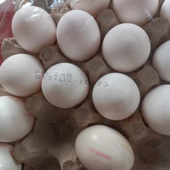 Yumdoy Kolinin Kenarı XL Boy, İç Kısımları Small Boy