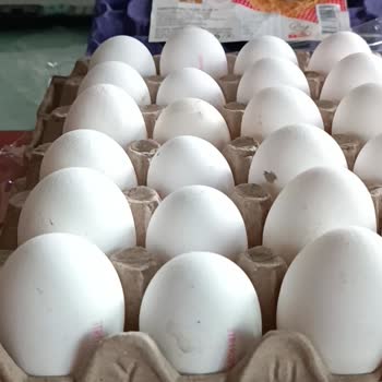 Yumdoy Kolinin Kenarı XL Boy, İç Kısımları Small Boy