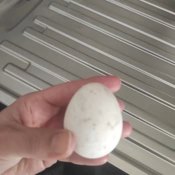 Güres Yumurta'nın Üstünde Siyah Lekeler Var