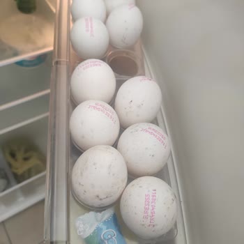 Güres Yumurta'nın Üstünde Siyah Lekeler Var