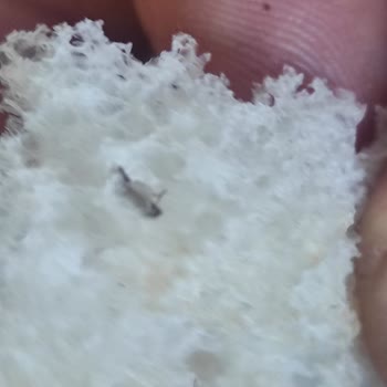 Migros'tan Aldığım Ekmek İçerisinden Böcek Çıktı