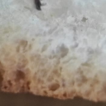 Migros'tan Aldığım Ekmek İçerisinden Böcek Çıktı