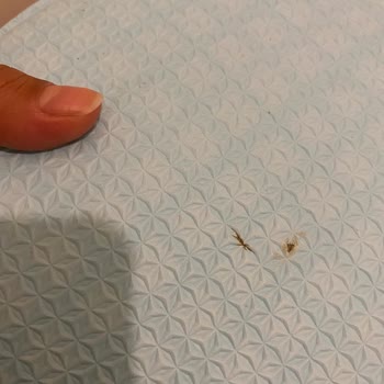 Unigo Kendiliğinden Lekelerin Çıkması