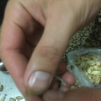 Saltukhan Kahve Bit Ve Böcek Kuruyemişte Görüldü