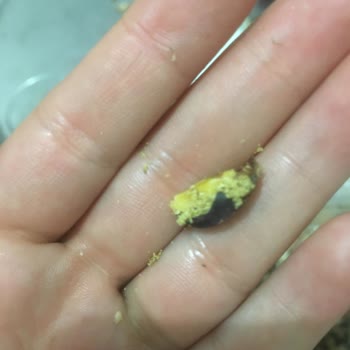 Saltukhan Kahve Bit Ve Böcek Kuruyemişte Görüldü