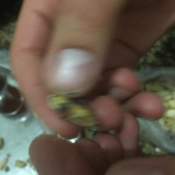 Saltukhan Kahve Bit Ve Böcek Kuruyemişte Görüldü