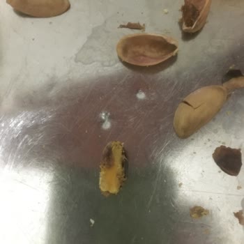Saltukhan Kahve Bit Ve Böcek Kuruyemişte Görüldü