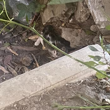 Alo 153 Hayvan Ambulansı Kediyi Ölüme Terk Ettiler