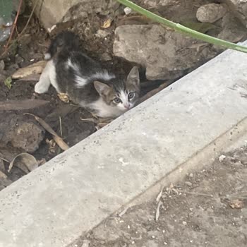 Alo 153 Hayvan Ambulansı Kediyi Ölüme Terk Ettiler