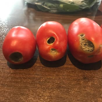 Migros Çürük Gelen Sebzeler