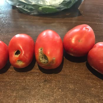 Migros Çürük Gelen Sebzeler