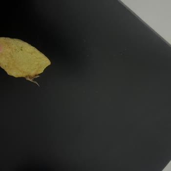 Lays Yoğurt Mevsim Yeşilliği Cipste Çıkan Böcek