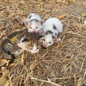 Alo 153 Hayvan Ambulansı Yavru Kediler Ölüme Terk Edildi