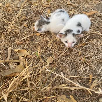 Alo 153 Hayvan Ambulansı Yavru Kediler Ölüme Terk Edildi