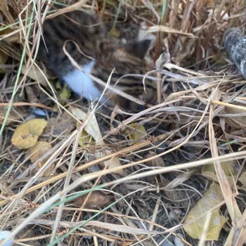 Alo 153 Hayvan Ambulansı Yavru Kediler Ölüme Terk Edildi