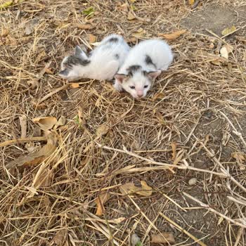 Alo 153 Hayvan Ambulansı Yavru Kediler Ölüme Terk Edildi