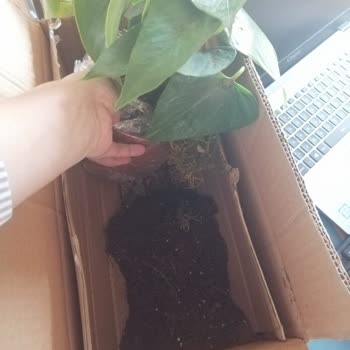 Çiçek Sepeti Çiçek Sepeti Mağduru