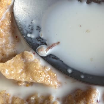 Kellogg's Gevreğimde Kurt Buldum