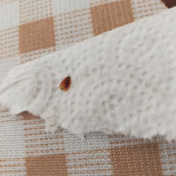 BİM Zeytinden Böcek Çıktı