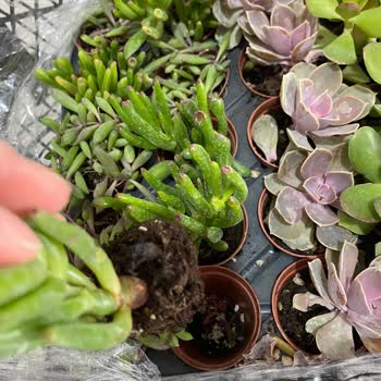 Fidan Pazarı Görselden Ve Denilenden Farklı Ürün Gönderimi