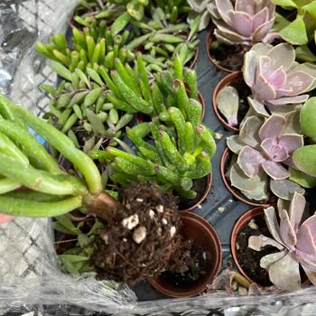 Fidan Pazarı Görselden Ve Denilenden Farklı Ürün Gönderimi