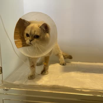 Patika Veteriner Kliniği Memnun Kalmadım