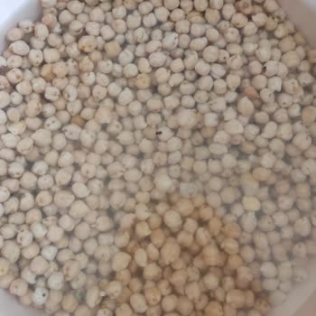 Tarım Kredi Kooperatif Market Kurtlu Satılan Nohut