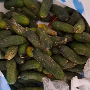 Migros Ezik Çürük Sebze Gönderildi