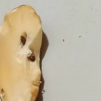 A101 Çerezya Kurtlu Badem Ve İlgisiz Müşteri Hizmetleri