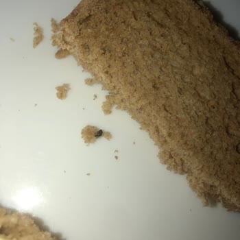 UNO Premium Ekmeğimin İçinden Sinek Çıkması!