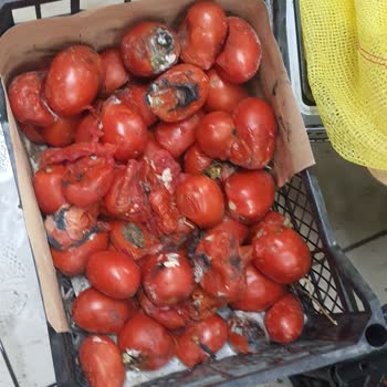 A101 Çürük Meyve Sebze Satılıyor