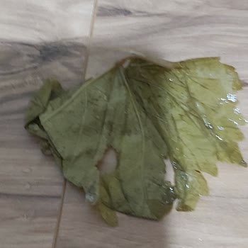 Egeden_81_ile Instagram'da Alınan Dolmalık Yapraklar Sorun Çıkarıyor