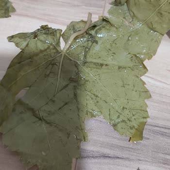 Egeden_81_ile Instagram'da Alınan Dolmalık Yapraklar Sorun Çıkarıyor