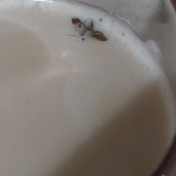 İçim Süt'ten Çıkan Böcek