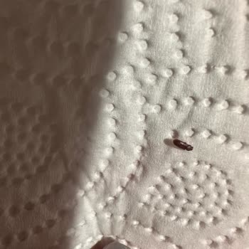 A101 Burch Yulaf Ezmesi Böcekli