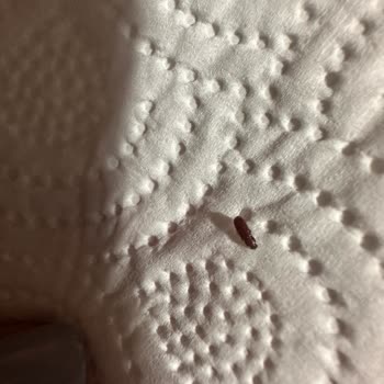 A101 Burch Yulaf Ezmesi Böcekli