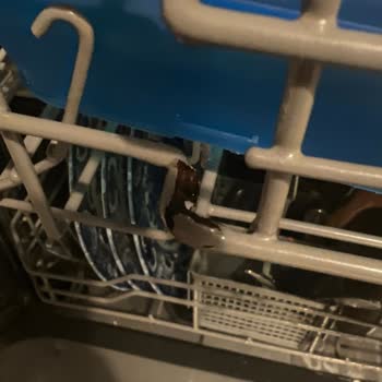 Franke Bulaşık Makinesi Sepet Telleri Paslandı