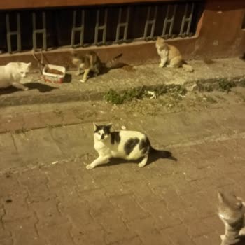 İBB - İstanbul Büyükşehir Belediyesi Sokak Hayvanları İçin Mama Talebi