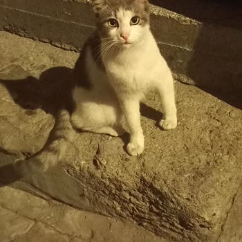 İBB - İstanbul Büyükşehir Belediyesi Sokak Hayvanları İçin Mama Talebi