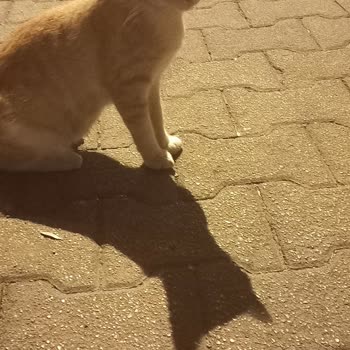 İBB - İstanbul Büyükşehir Belediyesi Sokak Hayvanları İçin Mama Talebi