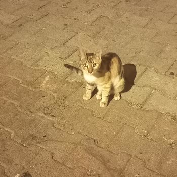 İBB - İstanbul Büyükşehir Belediyesi Sokak Hayvanları İçin Mama Talebi