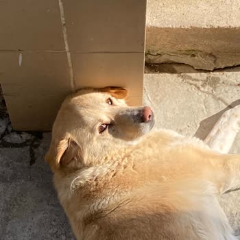 Kütahya Belediyesi Köpeğim Sahipli Denmesine Rağmen Götürülmesi