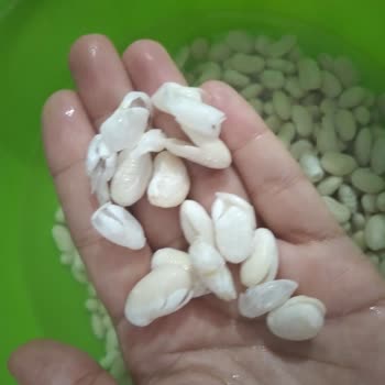 Hasata Derin Kuyu Fasulye Soğuk Suda Dağıldı