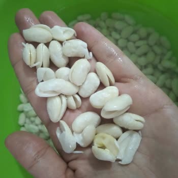 Hasata Derin Kuyu Fasulye Soğuk Suda Dağıldı