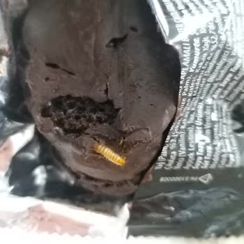 Eti Gıda Bitter Çikolatalı Popkekten Kurt Çıktı
